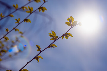 Branches of trees with young flowering early foliage.