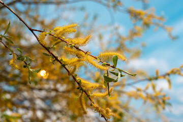 Branches of trees with young flowering early foliage.