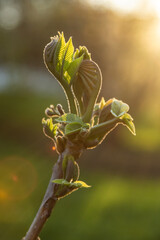 Young leaves of a walnut tree seem to protect each other from bad weather. Amazing plants - walnuts in spring. Spring shoots on a walnut tree. In the spring, the amazing is near