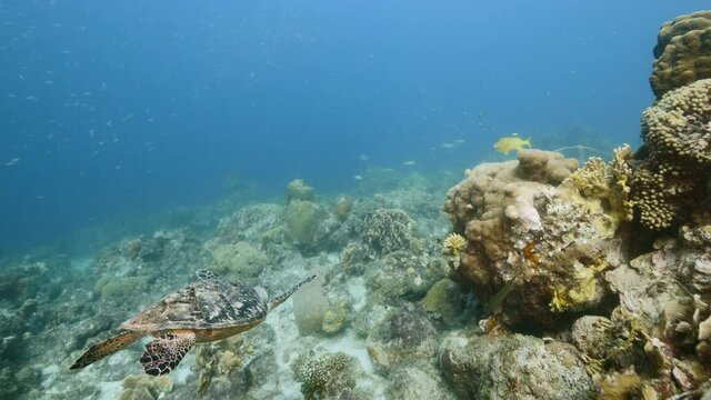 Hawksbill Sea Turtle in coral reef of Caribbean Sea, Curacao