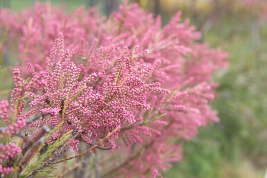 Tamarix gallica, French tamarisk -  deciduous, herbaceous, twiggy shrub covered with pink flowers