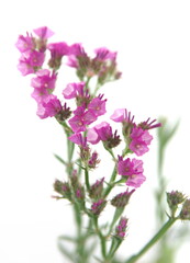 Purple pink  Limonium, sea-lavender, statice, caspia or marsh-rosemary, on white background