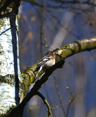 Chaffinch sings its beautiful song, sitting on a birch branch.