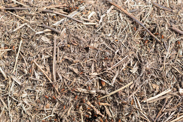 An anthill with running red ants.