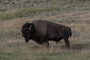 Stoic Bison Stands In Field