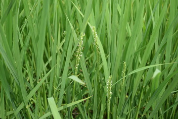 イネの花 山形県 庄内米