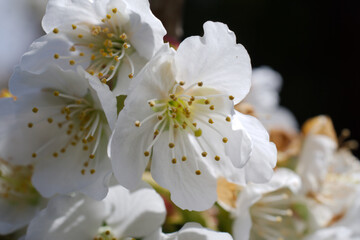 white cherry flower stamens closeup 