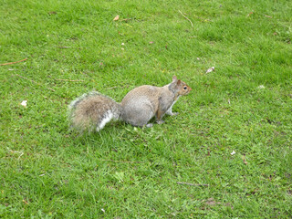 Grey squirrel on the grass