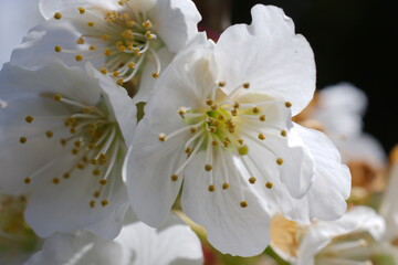 Fototapeta na wymiar white cherry flower stamens closeup 