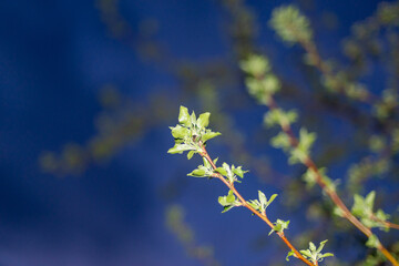 Apple tree branches with leaves at night.