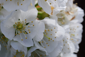 Fototapeta na wymiar white cherry flower stamens closeup 