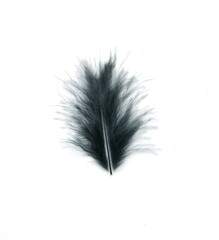 Black plume,  bird feather on white background