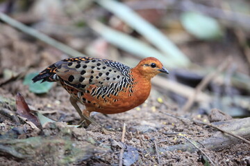 Ferruginous Partridge (Caloperdix oculeus) in Malaysia
