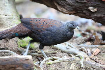 Mountain peacock-pheasant (Polyplectron inopinatum) male in Malaysia