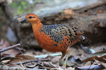 Ferruginous Partridge (Caloperdix oculeus) in Malaysia