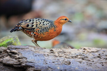 Ferruginous Partridge (Caloperdix oculeus) in Malaysia