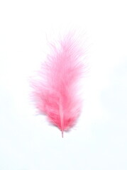 Pink plume, bird feather on white background