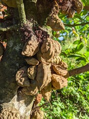 Ripe Cynometra Cauliflora fruit on the trees with blurred on background at the garden. Selective focus on cynometra cauliflora fruit. It is so delicious to eat.