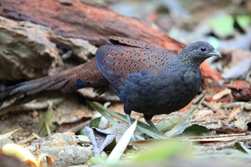 Mountain peacock-pheasant (Polyplectron inopinatum) male in Malaysia