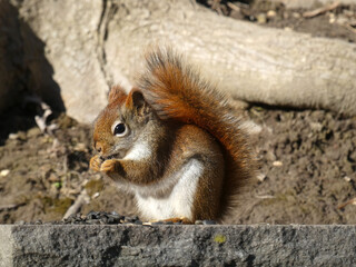 Small red squirrel eating seeds