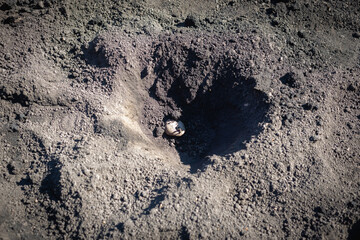 Planting potatoes in the country. In the garden.
