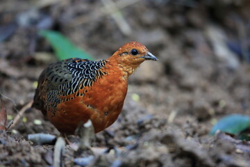 Ferruginous Partridge (Caloperdix oculeus) in Malaysia
