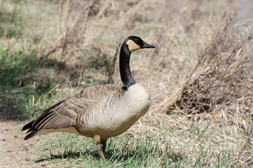 Canada goose working to build a nest