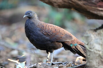Mountain peacock-pheasant (Polyplectron inopinatum) male in Malaysia