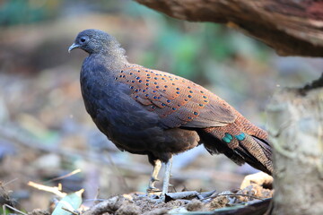 Mountain peacock-pheasant (Polyplectron inopinatum) male in Malaysia