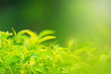 Choose the focus point on the leaf,The leaves are fresh green with copy space.Green tea and copy space.