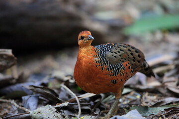 Ferruginous Partridge (Caloperdix oculeus) in Malaysia
