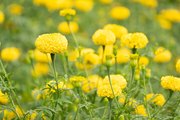 Obraz premium Chrysanthemum blooming in the garden.