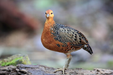 Ferruginous Partridge (Caloperdix oculeus) in Malaysia