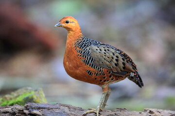 Ferruginous Partridge (Caloperdix oculeus) in Malaysia
