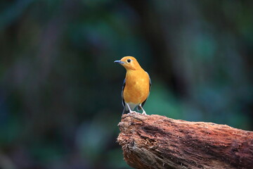 Orange-Headed Thrush (Geokichla citrina innotata)  in Malaysia