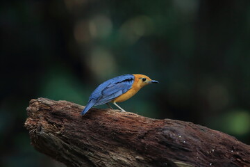 Orange-Headed Thrush (Geokichla citrina innotata)  in Malaysia