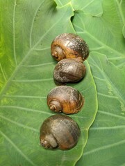 A tiny golden apple snails on green taro leaves