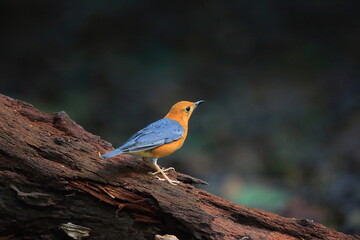 Orange-Headed Thrush (Geokichla citrina innotata)  in Malaysia