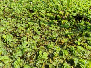 Green giant salvinia on the water at the pond