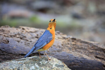 Orange-Headed Thrush (Geokichla citrina innotata)  in Malaysia