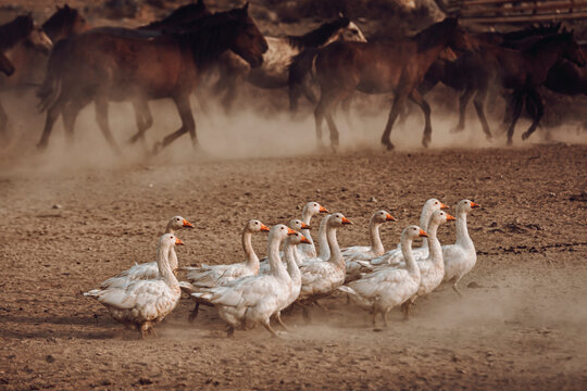 ducks and horses