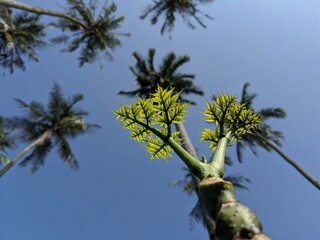 A green plants under the bright clear sky with blurred on background at the garden. Selective focus on plants.
