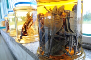 lizards and snakes soak in rice wine and serve as medication and tonic supplement
