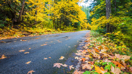 Backroad in the Washington Cascades winds through fall colors