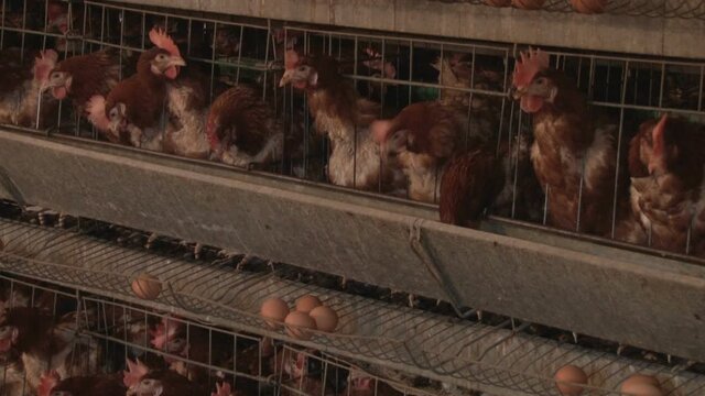 
Egg laying chickens in crowded battery cages.
large scale battery chicken egg laying production farm.
