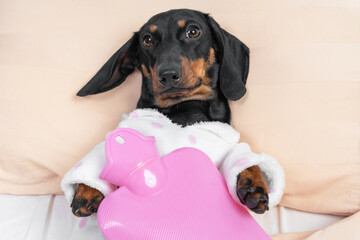 Poor sick dachshund puppy in pajamas lying on hospital bed in ward with pink heating water pad on its chest, front view. Device for relieving aches and soothing cramps.