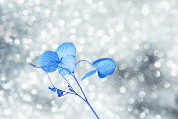 grey shiny background with a beautiful little blue flower close up