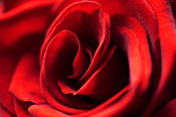 a blooming rose with a beautiful rich red color close up