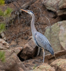 Great Blue Heron