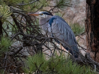 Great Blue Heron